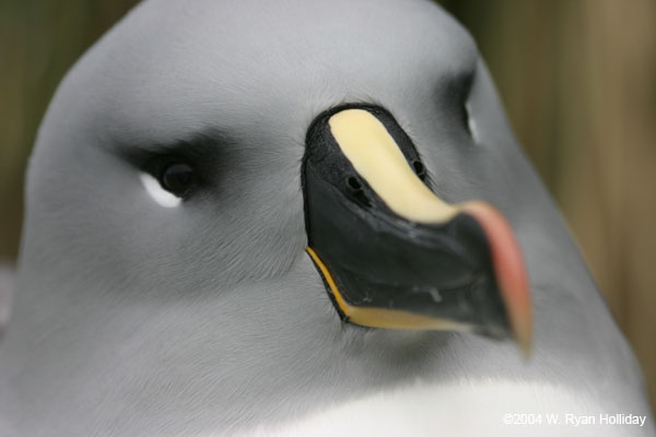 Grey-Headed Albatross