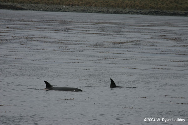 Orcas