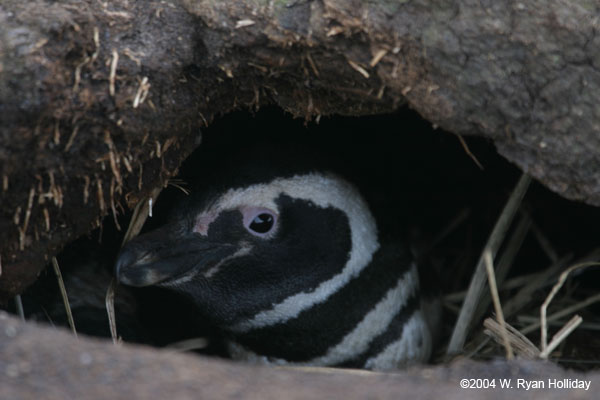 Magellanic Penguin in Burrow