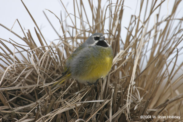 Black-Throated Finch