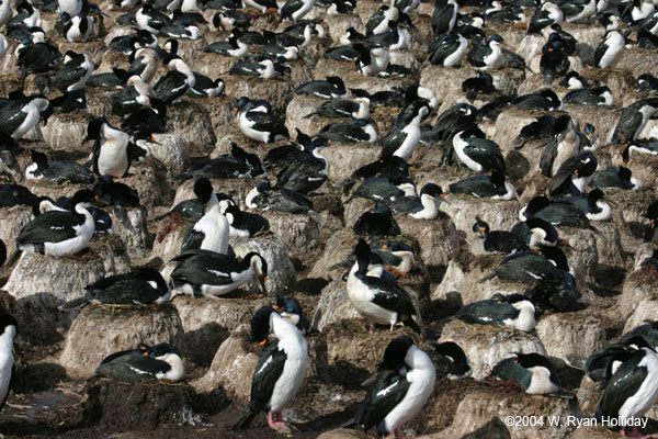 Blue-Eyed Shag Colony