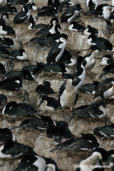 Blue-Eyed Shag Colony