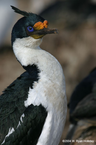 Blue-Eyed Shag