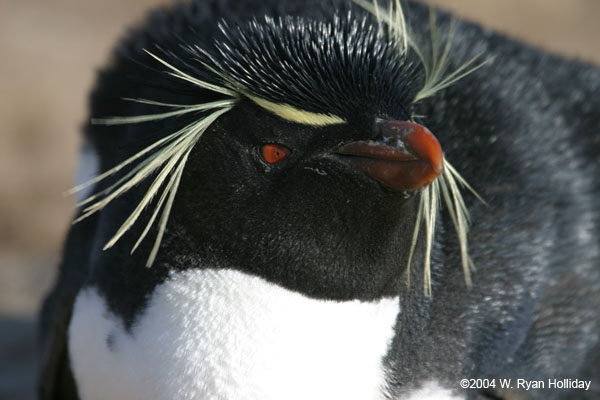 Rockhopper Penguin