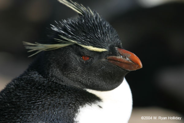 Rockhopper Penguin