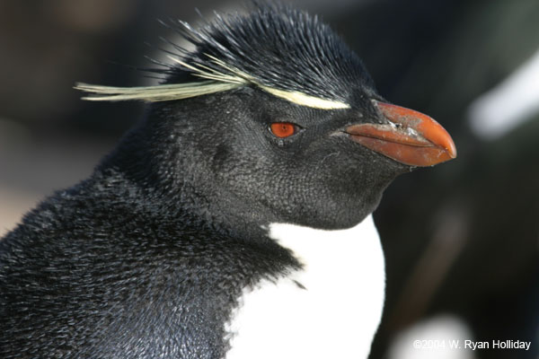 Rockhopper Penguin