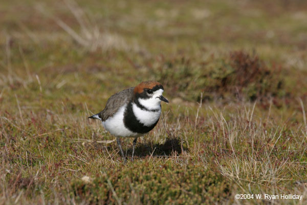 Two-Banded Plover