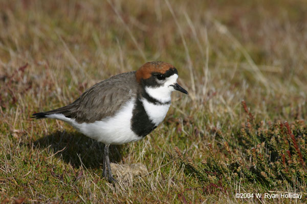 Two-Banded Plover