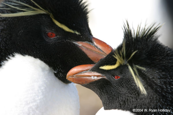 Rockhopper Penguins