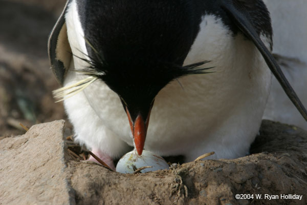 Rockhopper Penguin