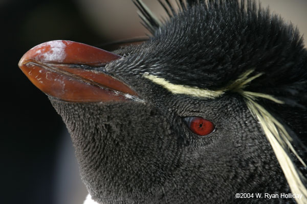 Rockhopper Penguin