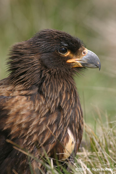 Striated Caracaras