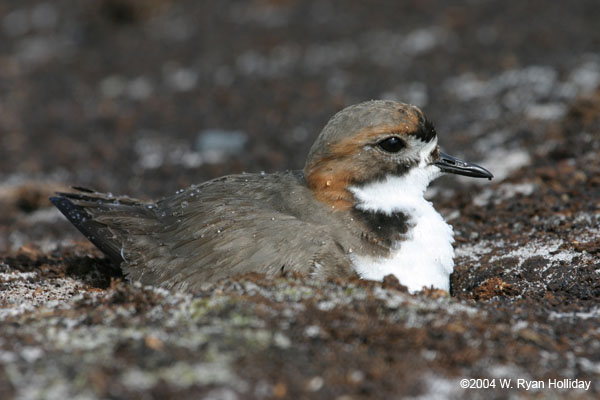 Two-Banded Plover