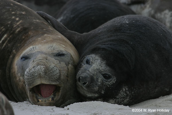 Elephant Seal and Pup