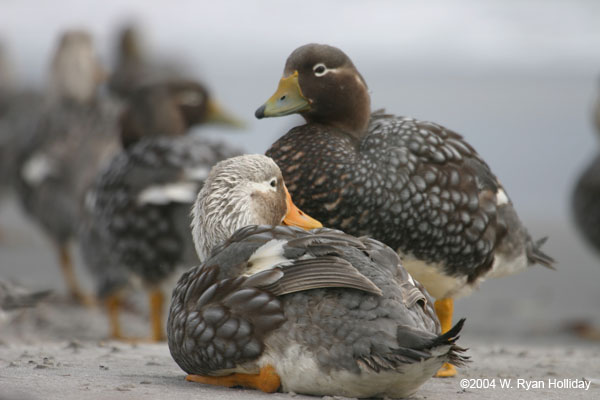 Falklands Flightless Steamer Ducks