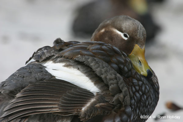 Falklands Flightless Steamer Duck