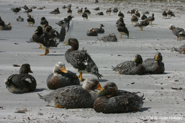 Falklands Flightless Steamer Ducks