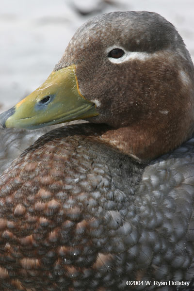 Falklands Flightless Steamer Duck