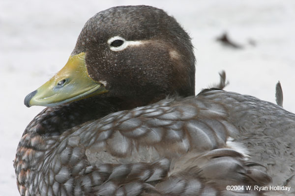 Falklands Flightless Steamer Duck