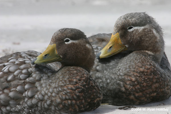 Falklands Flightless Steamer Ducks