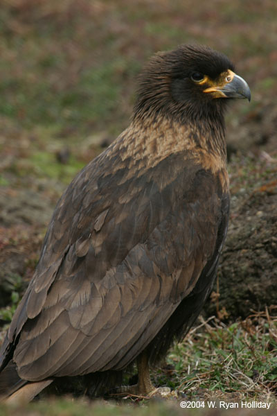 Striated Caracaras