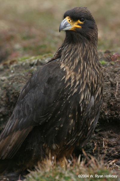 Striated Caracaras