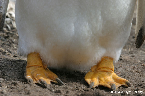 Gentoo Penguin Feet