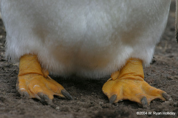 Gentoo Penguin Feet