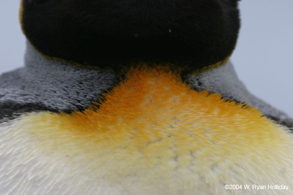 King Penguin Detail