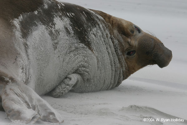 Elephant Seal Bull