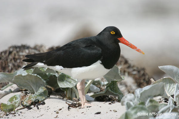 Magellanic Oystercatcher