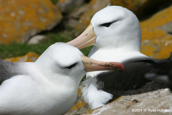 Black-Browed Albatross