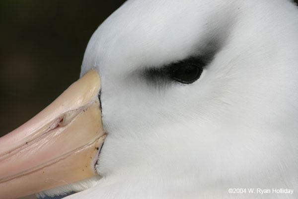 Black-Browed Albatross