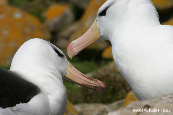 Black-Browed Albatross