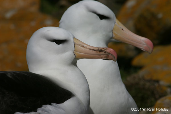 Black-Browed Albatross