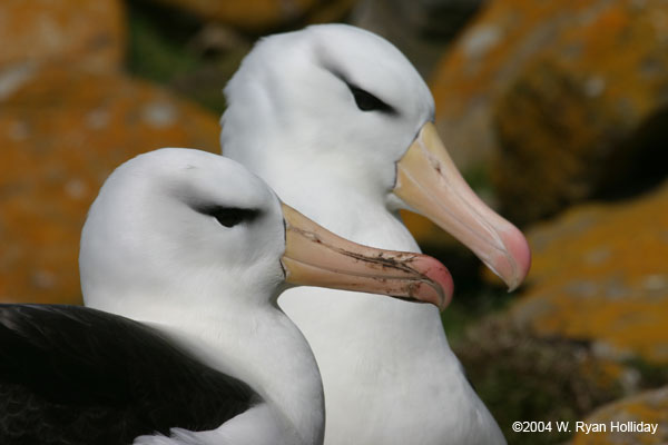 Black-Browed Albatross