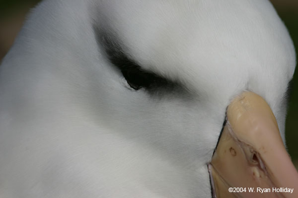 Black-Browed Albatross