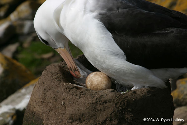 Black-Browed Albatross