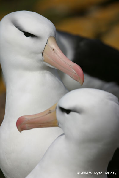 Black-Browed Albatross