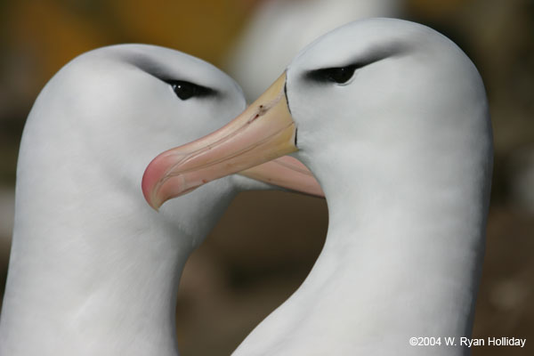 Black-Browed Albatross