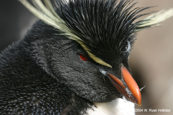 Rockhopper Penguin