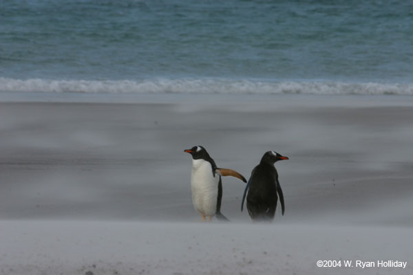 Gentoo Penguins