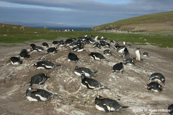 Gentoo Penguin Colony