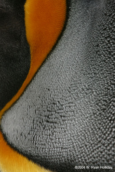King Penguin Detail