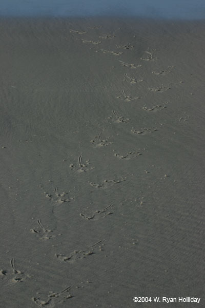 Gentoo Penguin Tracks