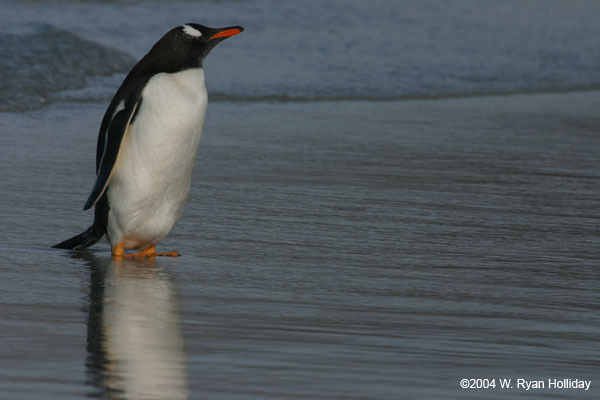 Gentoo Penguin