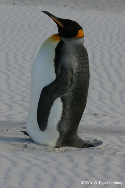 King Penguin