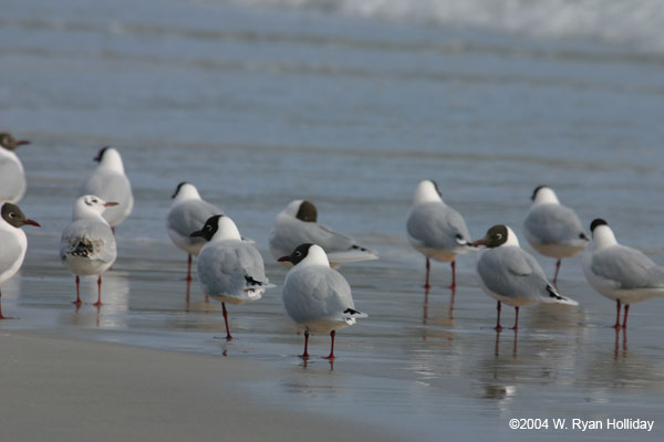 Brown-Hooded Gulls