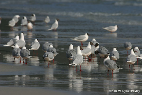 Brown-Hooded Gulls