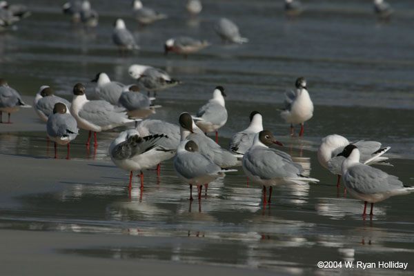 Brown-Hooded Gulls